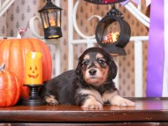 Kaninchen_Dachshund02.16.57-3