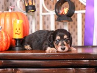 Kaninchen_Dachshund02.17.01-2
