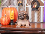 Kaninchen_Dachshund02.17.43-2