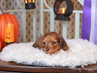 Kaninchen_Dachshund02.22.01-2