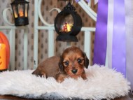 Kaninchen_Dachshund02.22.06-2