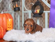 Kaninchen_Dachshund02.22.29-1
