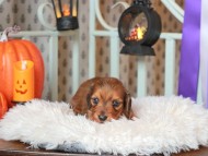 Kaninchen_Dachshund02.22.47-2