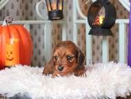 Kaninchen_Dachshund02.22.58-2