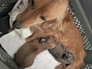 ネオンジェネシス 1月19日子犬の出産