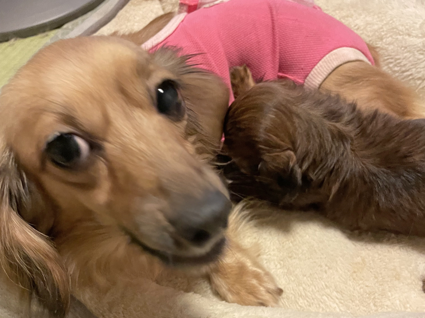 カニンヘン ダックスフンド チャーミー & ジルベール 11月3日子犬の出産