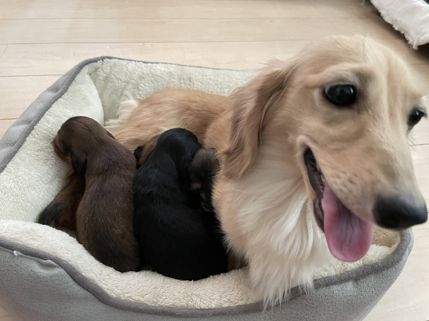カニンヘン ダックスフンド バルーン & スパーキ 7月8日子犬の出産