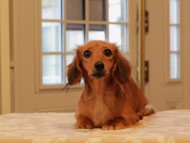 Kaninchen_Dachshund07.41-1