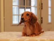 Kaninchen_Dachshund07.42