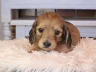 Kaninchen_Dachshund0731