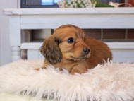 Kaninchen_Dachshund0735