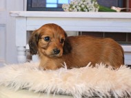 Kaninchen_Dachshund0738