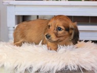 Kaninchen_Dachshund0739