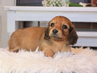 Kaninchen_Dachshund0740