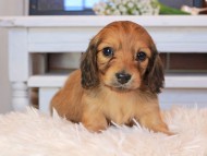 Kaninchen_Dachshund0749