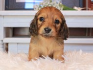 Kaninchen_Dachshund0752 Kaninchen_Dachshund0752