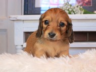 Kaninchen_Dachshund0754 Kaninchen_Dachshund0754