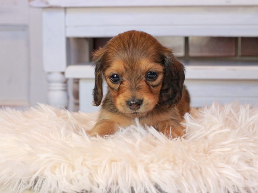 カニンヘンダックスフンド ほたる&パッションの子犬 レッド 女の子（2）