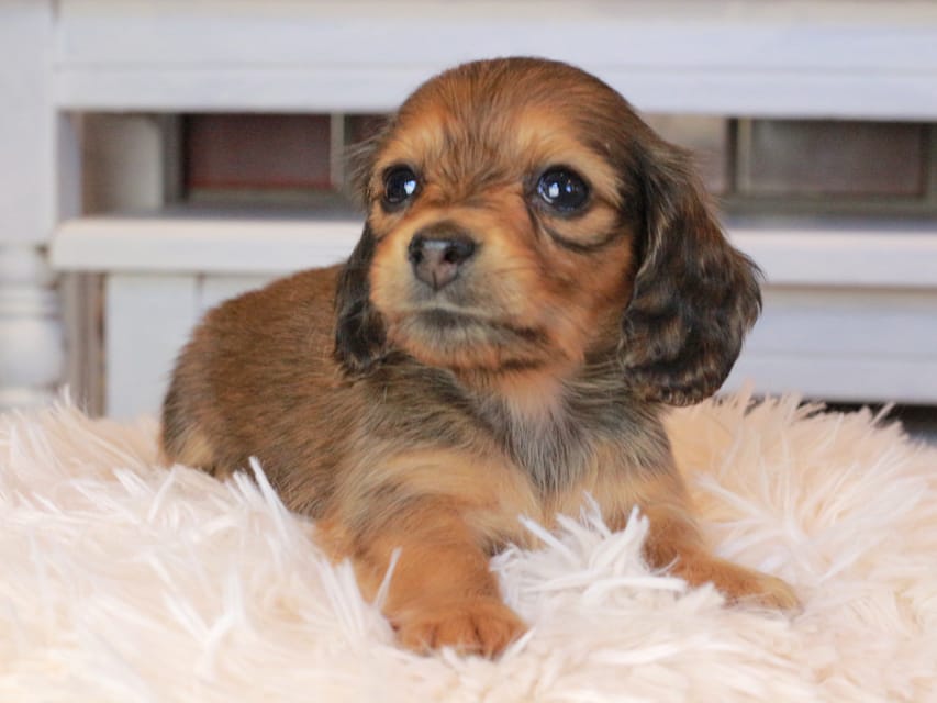 カニンヘンダックスフンド ほたる&パッションの子犬 レッド 女の子（2）