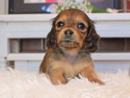 Kaninchen_Dachshund0770