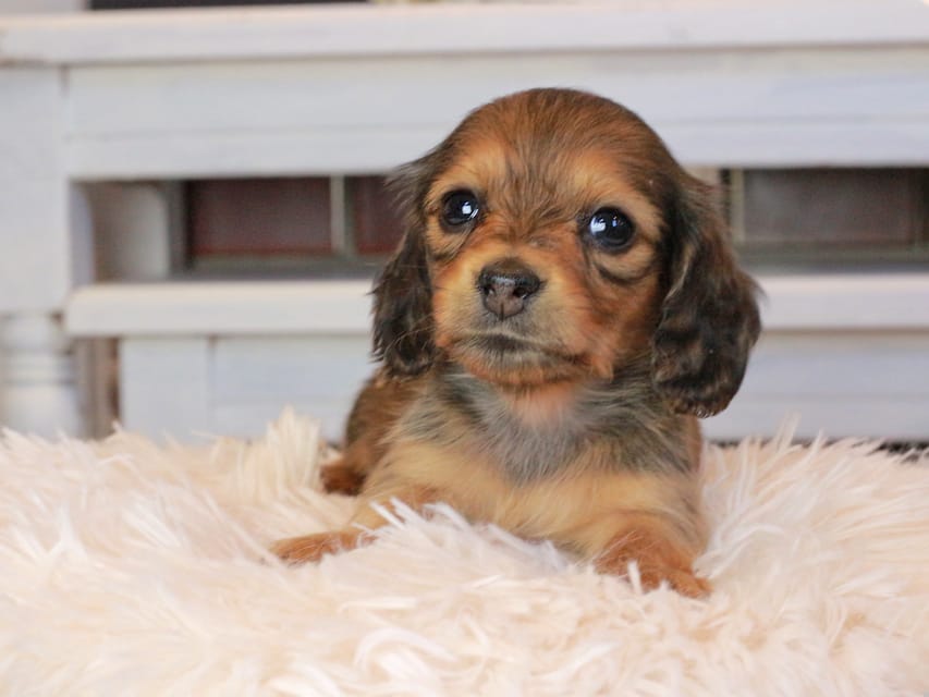 カニンヘンダックスフンド ほたる&パッションの子犬 レッド 女の子（2）