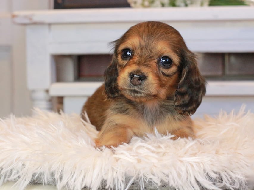 カニンヘンダックスフンド ほたる&パッションの子犬 レッド 女の子（2）