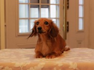 Kaninchen_Dachshund08.16-2