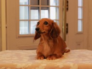 Kaninchen_Dachshund08.18-1