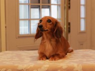 Kaninchen_Dachshund08.18-3