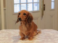 Kaninchen_Dachshund08.54-1