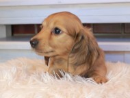 Kaninchen_Dachshund0808
