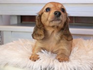 Kaninchen_Dachshund0811