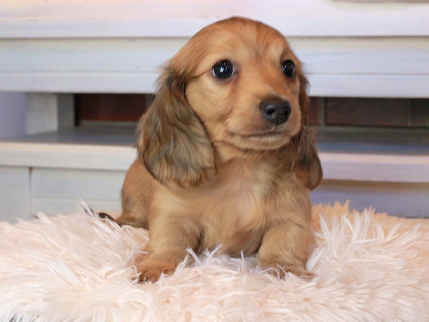 カニンヘンダックスフンド マカナ&ジルベールの子犬 イエロー(クリーム) 男の子Kaninchen_Dachshund0813 カニンヘンダックスフンド マカナ&ジルベールの子犬 イエロー(クリーム) 男の子