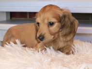 Kaninchen_Dachshund0818