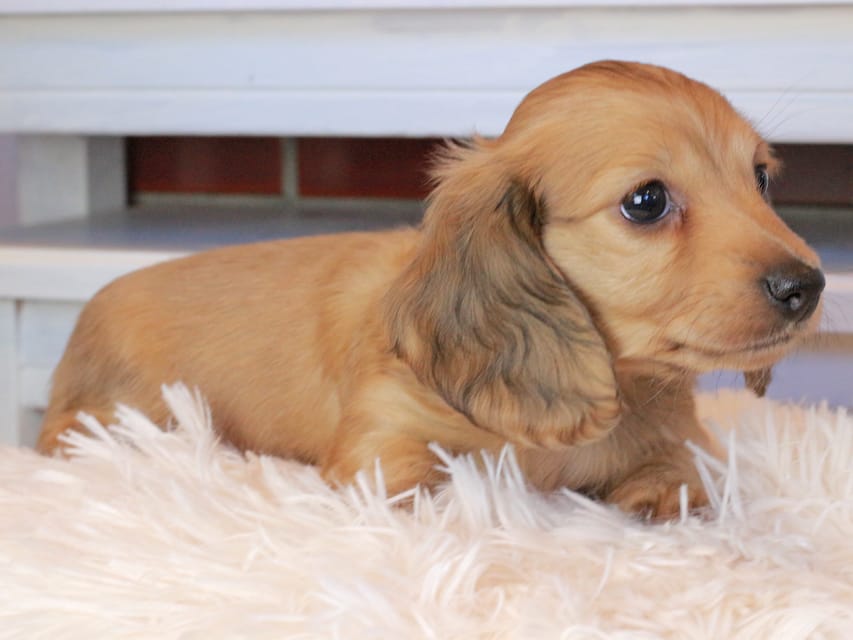 カニンヘンダックスフンド マカナ&ジルベールの子犬 イエロー(クリーム) 男の子Kaninchen_Dachshund0819 カニンヘンダックスフンド マカナ&ジルベールの子犬 イエロー(クリーム) 男の子