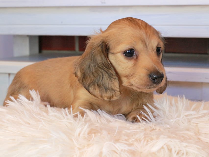 カニンヘンダックスフンド マカナ&ジルベールの子犬 イエロー(クリーム) 男の子Kaninchen_Dachshund0820 カニンヘンダックスフンド マカナ&ジルベールの子犬 イエロー(クリーム) 男の子