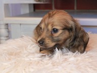 Kaninchen_Dachshund0824