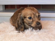 Kaninchen_Dachshund0825