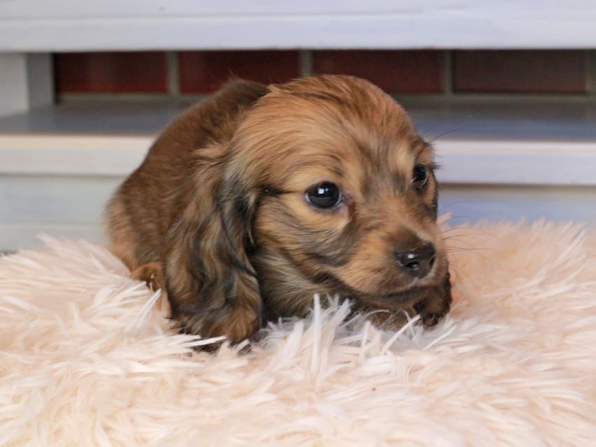 カニンヘンダックスフンド マカナ&ジルベールの子犬 イエロー（クリーム） 女の子
