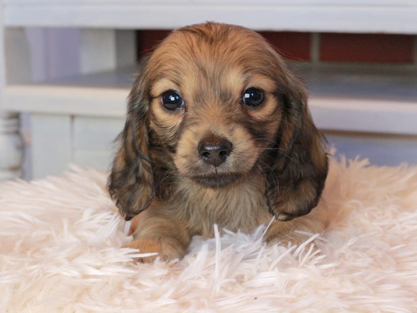 カニンヘンダックスフンド マカナ&ジルベールの子犬 イエロー（クリーム） 女の子