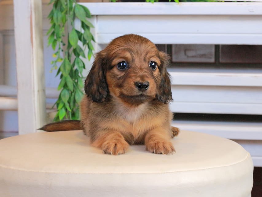 カニンヘンダックスフンド U2&スカッシュの子犬 レッド 男の子Kaninchen_Dachshund0834 カニンヘンダックスフンド U2&スカッシュの子犬 レッド 男の子