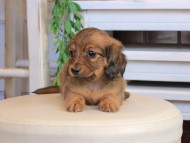 Kaninchen_Dachshund0836