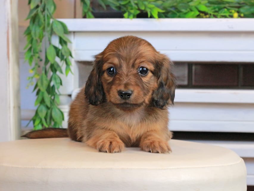 カニンヘンダックスフンド U2&スカッシュの子犬 レッド 男の子Kaninchen_Dachshund0838 カニンヘンダックスフンド U2&スカッシュの子犬 レッド 男の子