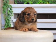 Kaninchen_Dachshund0841