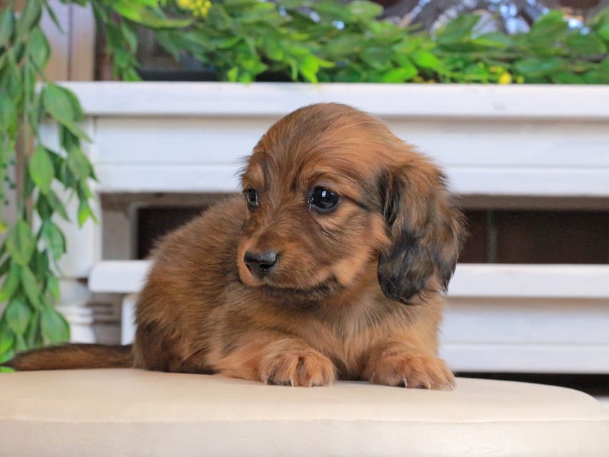 カニンヘンダックスフンド U2&スカッシュの子犬 レッド 男の子Kaninchen_Dachshund0850 カニンヘンダックスフンド U2&スカッシュの子犬 レッド 男の子