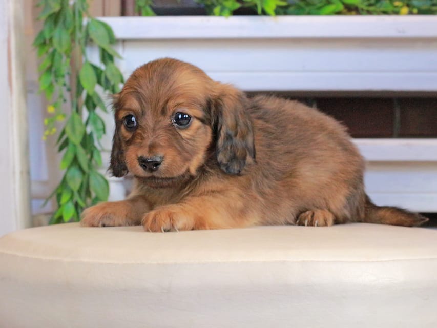 カニンヘンダックスフンド U2&スカッシュの子犬 レッド 男の子Kaninchen_Dachshund0853 カニンヘンダックスフンド U2&スカッシュの子犬 レッド 男の子