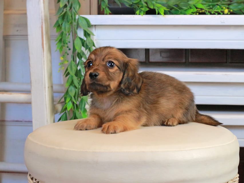 カニンヘンダックスフンド U2&スカッシュの子犬 レッド 男の子Kaninchen_Dachshund0864 カニンヘンダックスフンド U2&スカッシュの子犬 レッド 男の子