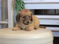 Kaninchen_Dachshund0870