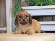 Kaninchen_Dachshund0881