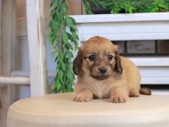 Kaninchen_Dachshund0885